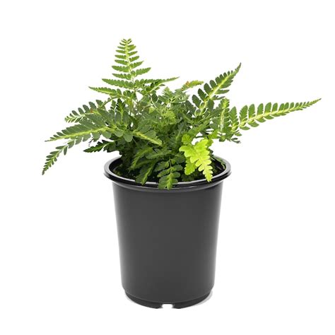 2.5 -Quart Arachnoides 'Variegata' Fern 2 -Pack - Low Maintenance in ...