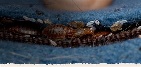 Pricing | Bed Bug Heaters Rental Dallas - Fort Worth