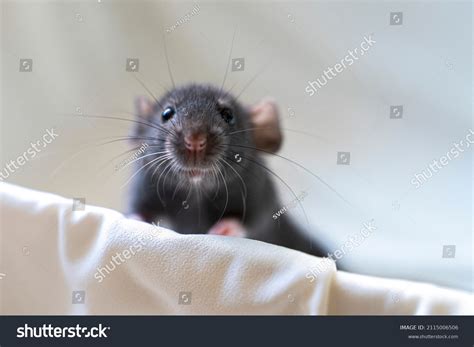 Baby Rat