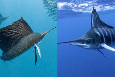 马林鱼和旗鱼是同一种鱼吗，有什么区别 - 鱼百科