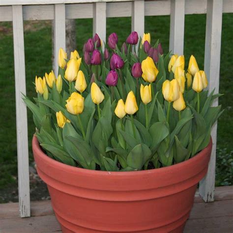 Image result for Spring Bulbs in Containers