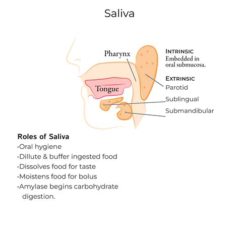 Salivary Glands Function Salivary Gland Function, Development, And