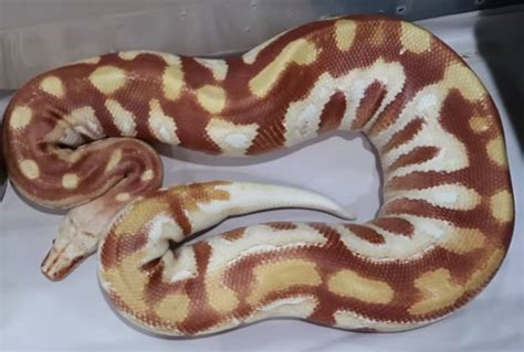 Image result for Blood Python Feeding