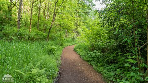 Coal Creek Park Trail at Elisa Champagne blog