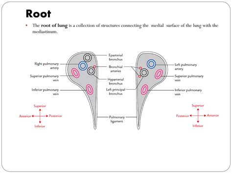 Anatomy of Lungs.pdf