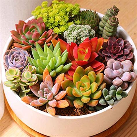 Amazon.in Bestsellers: The most popular items in Indoor Plants