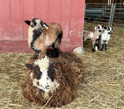 Out Like a Lamb at Wolfes Neck Center?, 184 Burnett Rd, Freeport, ME ...