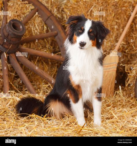 Australian Shepherd, bitch, black-tri, 10 months |Australian Shepherd ...