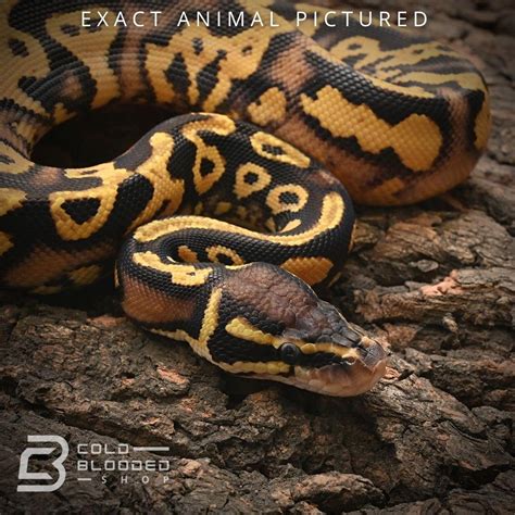 Image result for Axanthic Pied Ball Python
