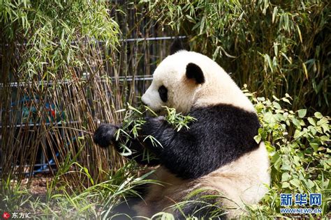 旅德大熊猫的异乡生活 忙吃忙卖萌（组图）|大熊猫|柏林|德国_新浪新闻