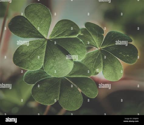Four leaf clover and flower hi-res stock photography and images - Alamy