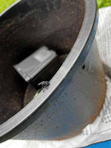 Lantern Fly Nymph 的图像结果