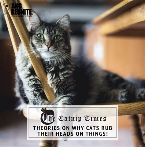 Theories on Why Cats Rub Their Heads