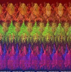 Image result for Magic Eye Splitter