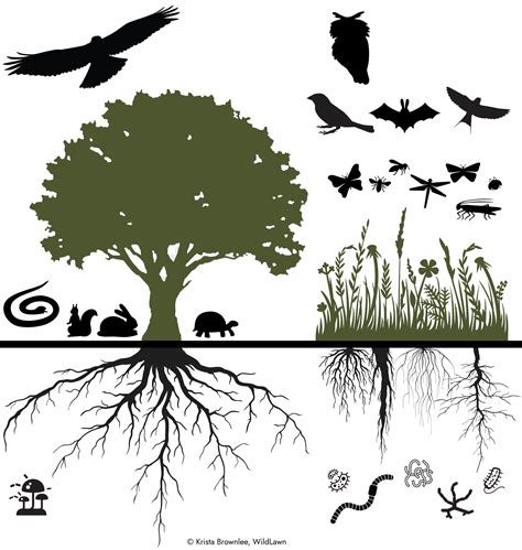 Nature Plant 的图像结果