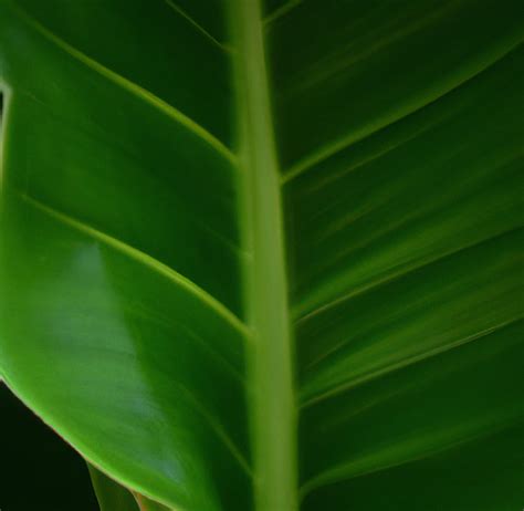 Green 的图像结果