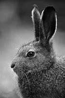 Image result for European Wild Rabbit