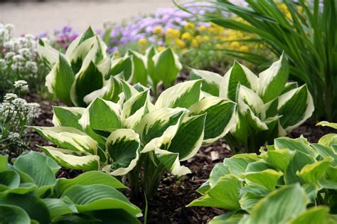 Hostas In Sunlight