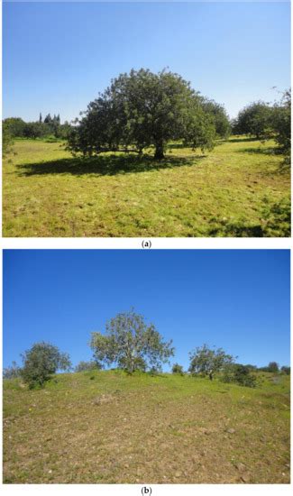 Exploratory Analysis of the Productivity of Carob Tree (Ceratonia ...