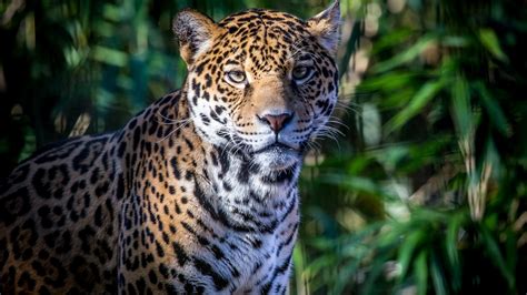 Download wallpaper face, foliage, shadow, predator, spot, Jaguar, wild ...
