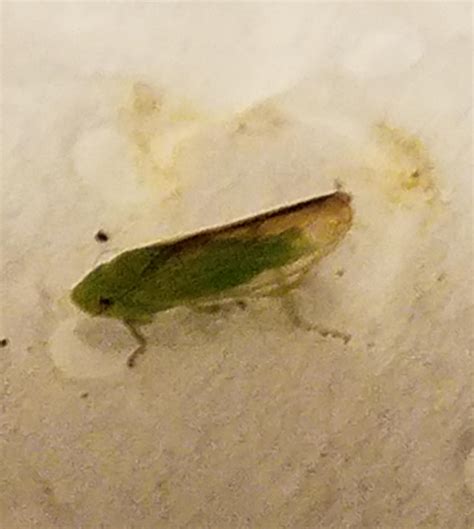 Anyone happen to know what this bug is? I found it biting my leg, I ...