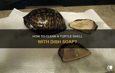 Image result for How to Clean a Turtle Shell