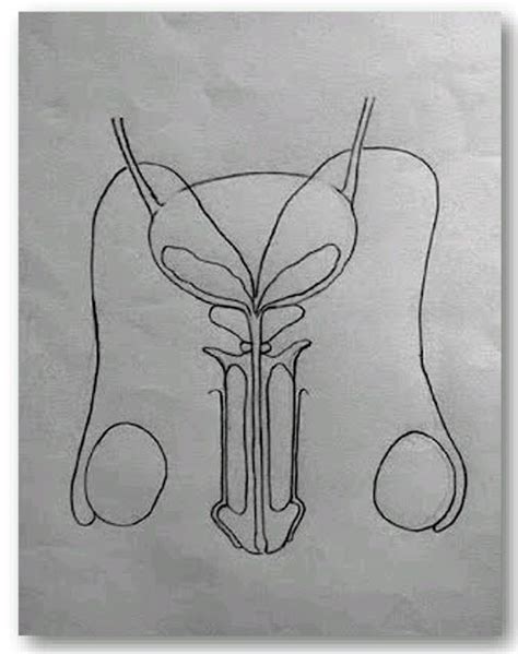 Image result for How to Draw a Male Reproductive System