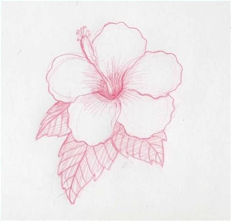 How to Draw Hawaiian Flowers Step by Step | Hawaiian flower drawing ...