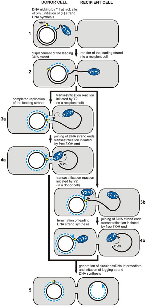 Rolling Circle Replication
