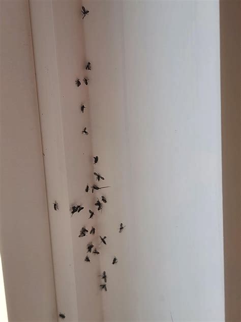 Fruit Flies vs Gnats vs Drain Flies : r/HomeMaintenance