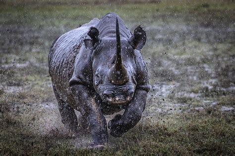 Rhinoceros Running