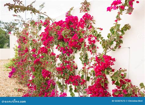 Bougainvillea Climbing a White Wall. Stock Image - Image of multi ...
