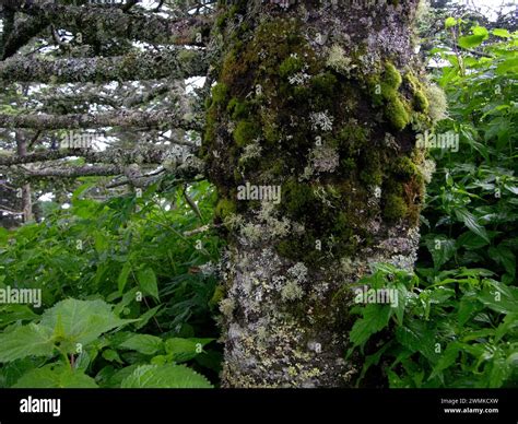 Mosses and lichens growing out of wood Stock Photo - Alamy