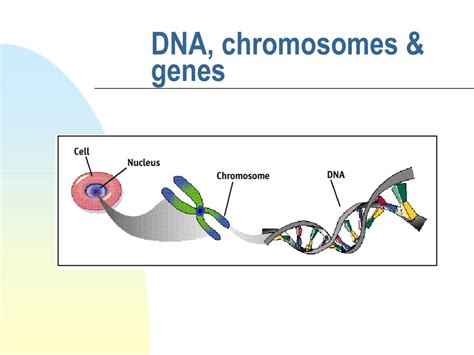 Gene Protein 的图像结果