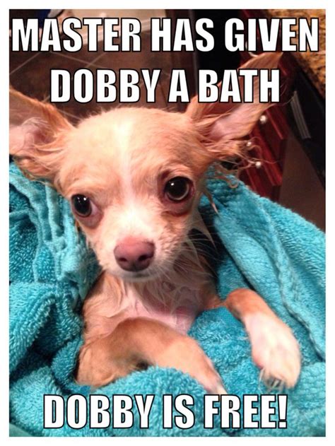 Funny Dogs Clean 的图像结果