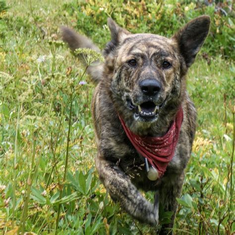 The Best Dog for the Outdoors? The Humble Mutt.