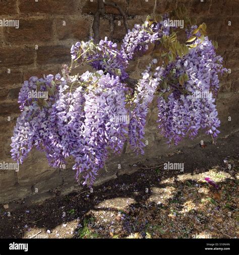 Purple hanging flowers hi-res stock photography and images - Alamy