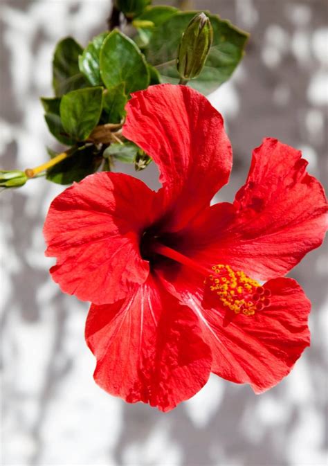 Tipos De Flores Rojas Con Nombres Y Fotos – OMYS