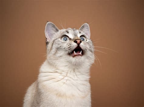 Image result for Cat Behavior Problems