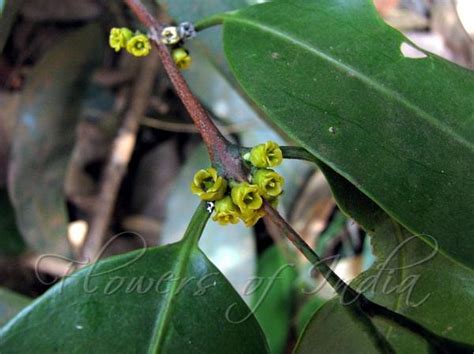 Bildergebnis für salacia