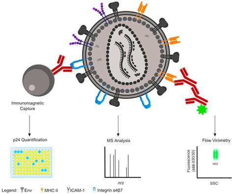 The Incorporation of Host Proteins into the External HIV-1 Envelope
