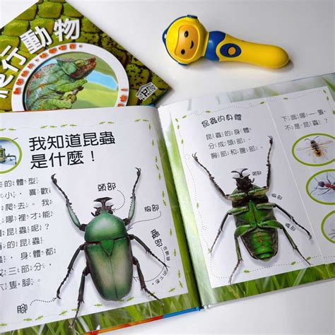 Bird Fly Worksheet 的图像结果