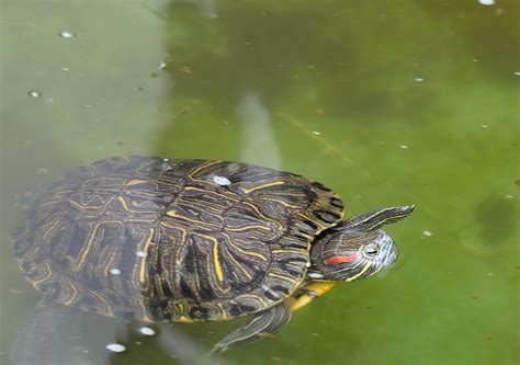 乌龟在水里不停的游是怎么回事