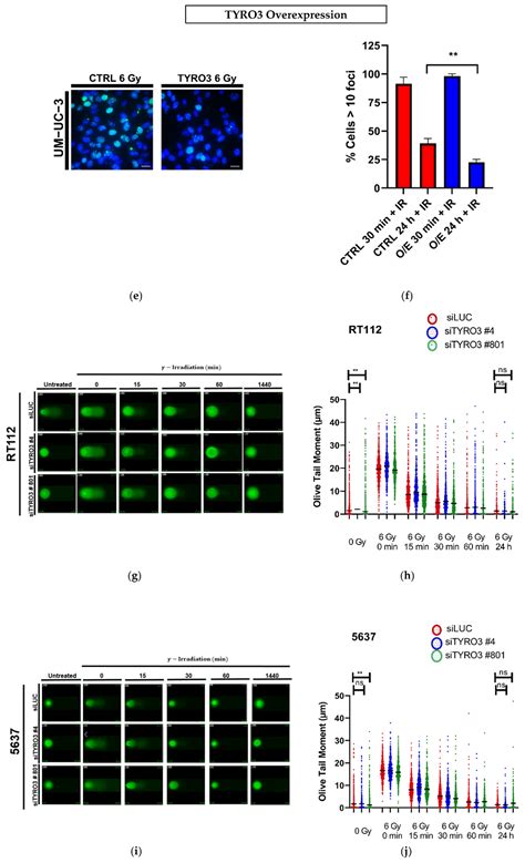 Tyro3 Targeting as a Radiosensitizing Strategy in Bladder Cancer ...