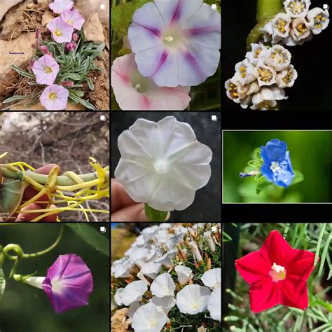 Plant Family: 57 Genera in Convolvulaceae