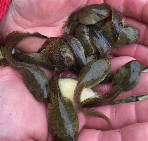 Bull Frog Tadpoles