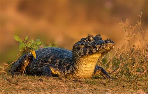 Download wallpaper face, background, crocodile, alligator, section ...