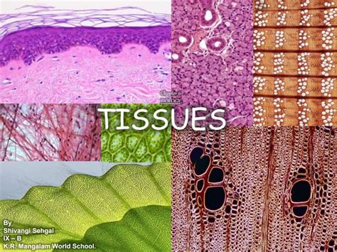 Tissue Chapter Class 9 的图像结果