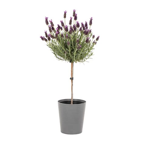Lavender Patio Tree Perennial at Alana Mcgovern blog