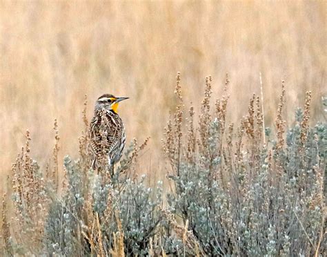 Nebraska State Bird And Flowerwestern Meadowlark